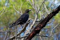 Fletnak tasmansky - Strepera fuliginosa - Black Currawong o6941
